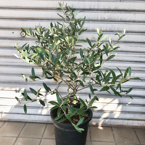 創樹オリーブオリーミー接木チプレシーノネバディロブランコ8番