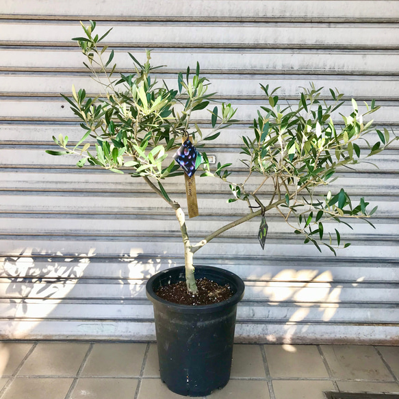 オリーブ SOUJU オリーミー ネバディロブランコ×シプレッシーノ 創樹 盆栽樹形 受粉樹 幹太め オリーブの木 ネバディロブランコ souju