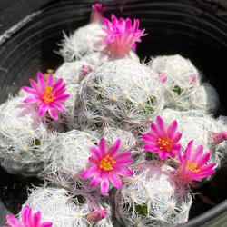 089b9c782fb6601f367194f6dece0a