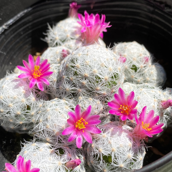 【古株群生】翁玉 玉翁殿 白鳥 白星 姫春星 マミラリア 古株群生】翁玉 玉翁殿 白鳥 白星 姫春星 マミラリア