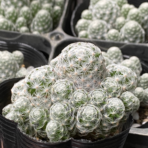 マミラリア 姫春星 群生 多肉植物 succulent geek 通販 14871266