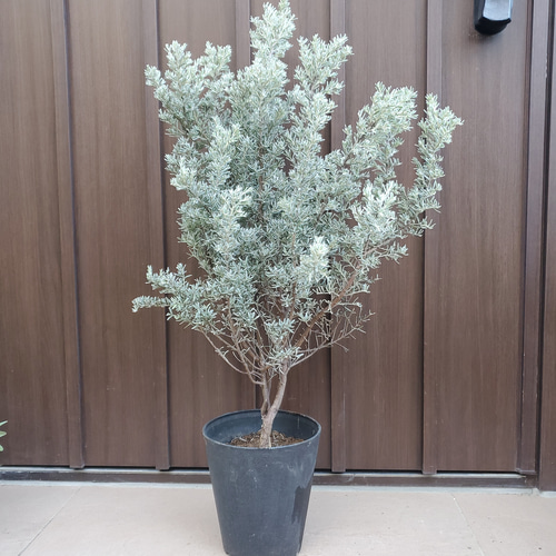 綺麗なシルバーリーフ♡グレビレア プーリンダイルミナ 鉢植え 苗