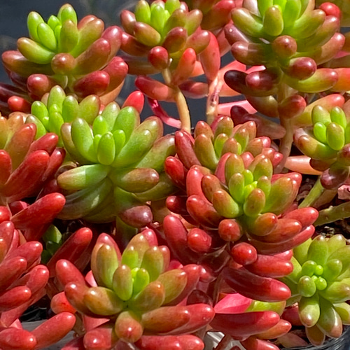 カラフルな多肉とセダムのカット苗のセット 多肉植物 succulent geek
