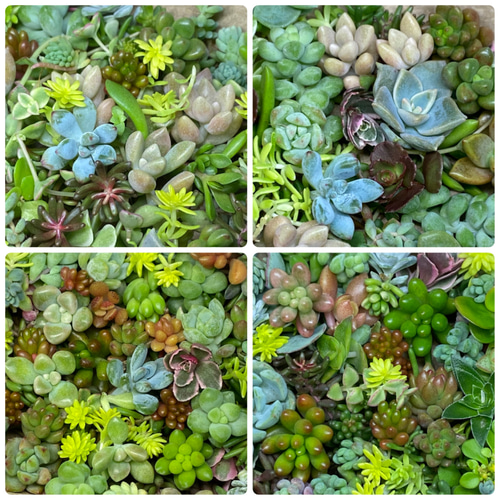 カラフルな多肉とセダムのカット苗のセット 多肉植物 succulent geek