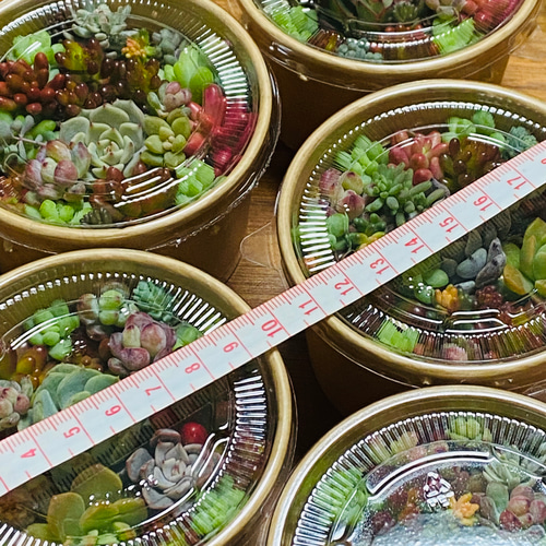 カラフルな多肉とセダムのカット苗のセット 多肉植物 succulent geek