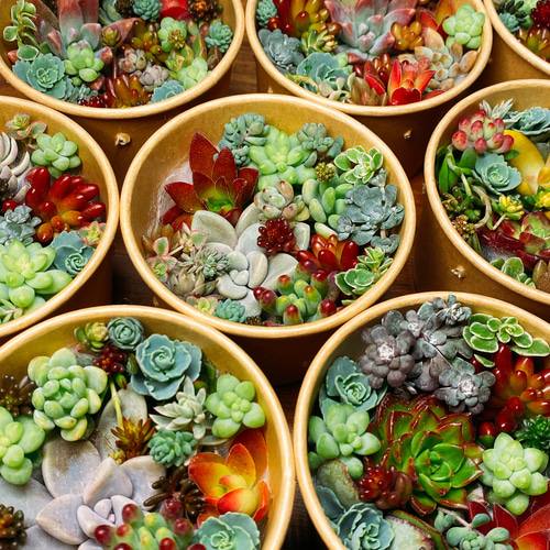 カラフルな多肉とセダムのカット苗のセット 多肉植物 succulent geek