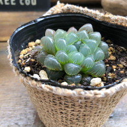 オブツーサ♡美しい♡ハオルチア♡多肉植物♡ 3枚目の画像