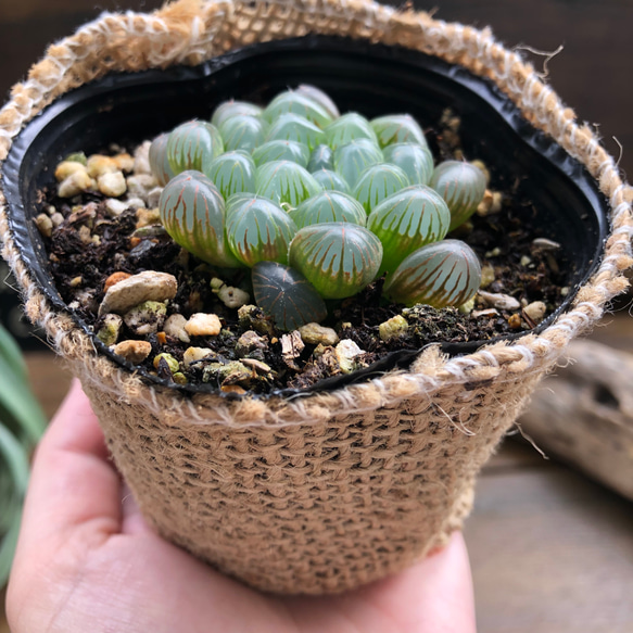 オブツーサ♡美しい♡ハオルチア♡多肉植物♡ 8枚目の画像