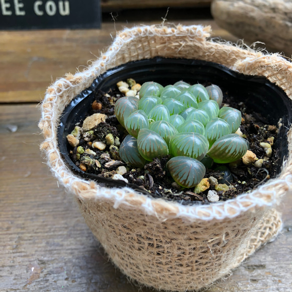 オブツーサ♡美しい♡ハオルチア♡多肉植物♡ 5枚目の画像