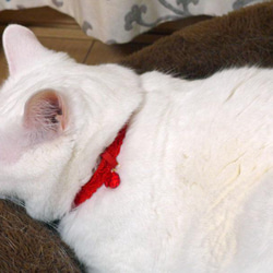 猫の首輪　トリミングブレード　カンヌキ　チャイナブルー 4枚目の画像