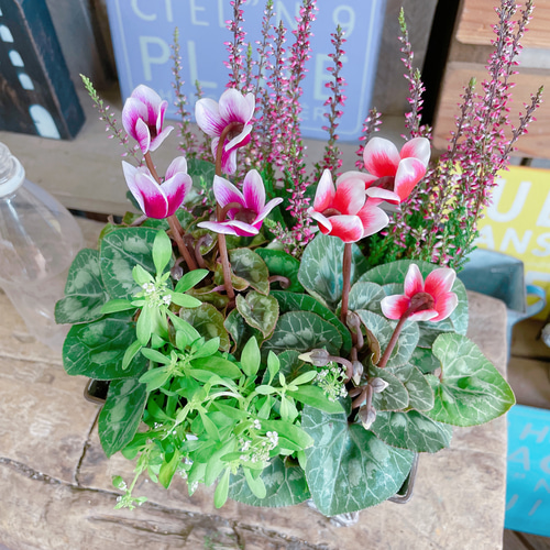 オーダーメイド鉢 ガーデン用フラワーポット 多肉植物 寄植え