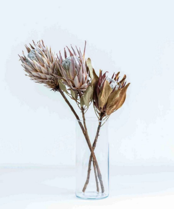 キングプロテア ドライフラワー ドライフラワー RE;#flower 