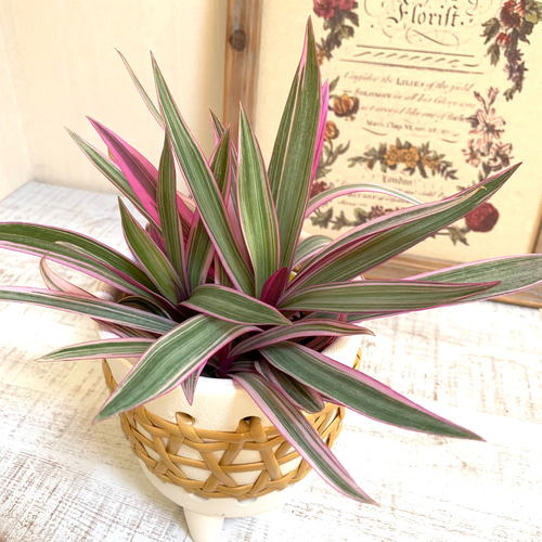 ムラサキオモト 紫万年青 4号 ラタン鉢 陶器鉢 観葉植物 インテリア