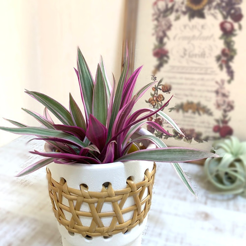 ムラサキオモト 紫万年青 4号 ラタン鉢 陶器鉢 観葉植物 インテリア