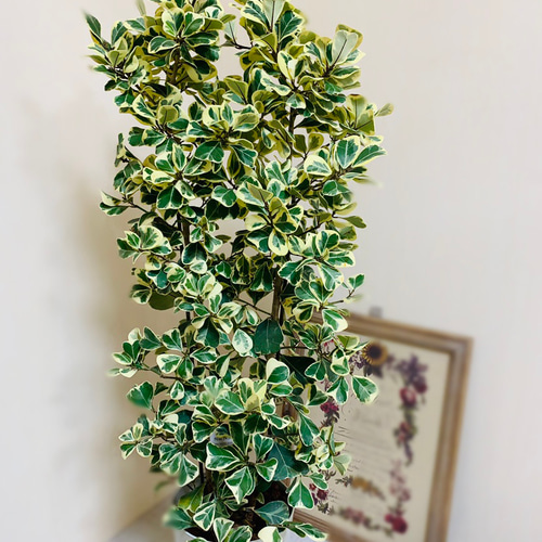 ハートの木 フィカス スイートハート 7号鉢 観葉植物 インテリア