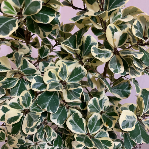 ハートの木 フィカス スイートハート 7号鉢 観葉植物 インテリア