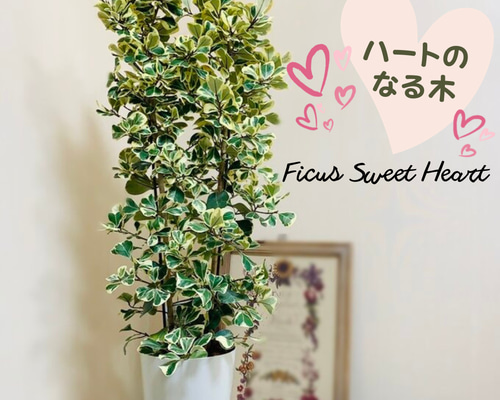 ca4eafa9ba48cc1b7b17b4684d6ba4