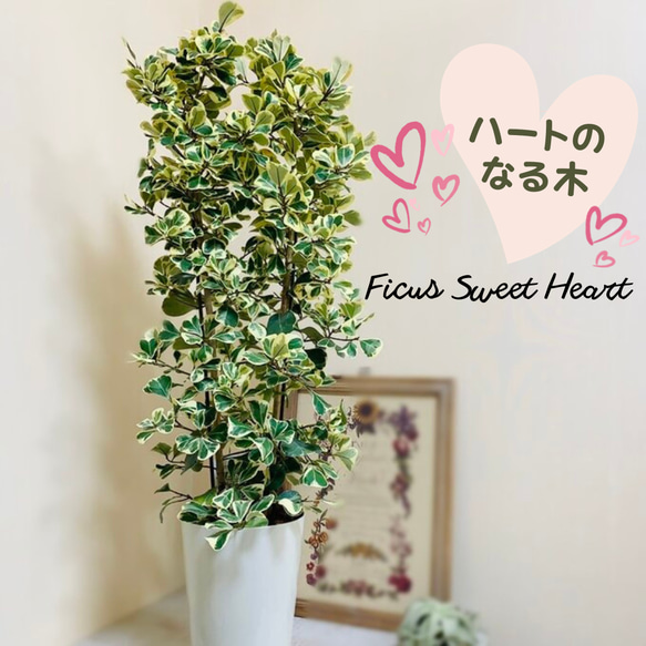現物「フィカス・スイートハート」8号（陶器）Ficus triangularis
