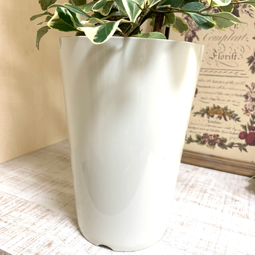 ハートの木 フィカス スイートハート 7号鉢 観葉植物 インテリア