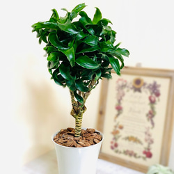 42a318db3e133c759f9d8c3808e9fb