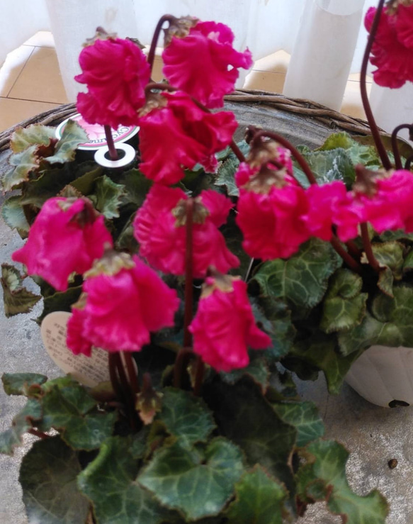 ガーデン・ローズ・メイデン プリシク 遊戯王 ガーデン・ローズ・メイデン プリズマティックシークレットプリ