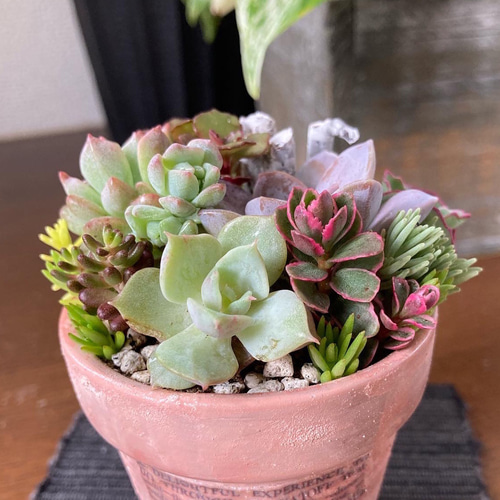 多肉植物寄せ植え そのまま飾れる ロングスクエアプランター