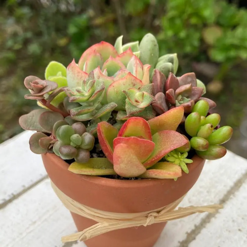 Amazon.co.jp: 多肉植物 そのまま飾れる寄せ植え 白陶器鉢 底穴