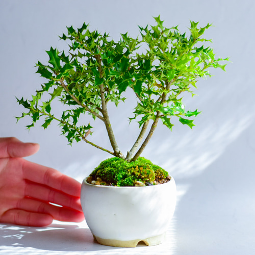 依紅美(いくみ)さん ヒイラギ ミニ盆栽 自作鉢 盆栽 樹と花と 通販