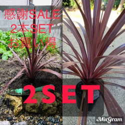 ③株SET‼️ 1番大人気 コルジリネ レッドスター 送料込み 大きなTYPE ③株SET‼️【1番大人気 コルジリネ レッドスター 大きなTYPE