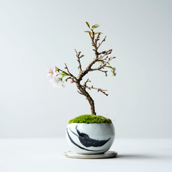 十月桜｜墨のうつわ [送料無料] 盆栽 Sekibokka 通販 14876075｜Creema