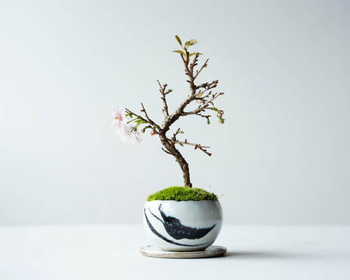 十月桜｜墨のうつわ [送料無料] 盆栽 Sekibokka 通販 14876075｜Creema