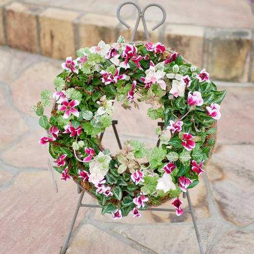 心に寄り添う寄せ植え 蕾もたっぷり 春まで楽しめる もりもり美しい