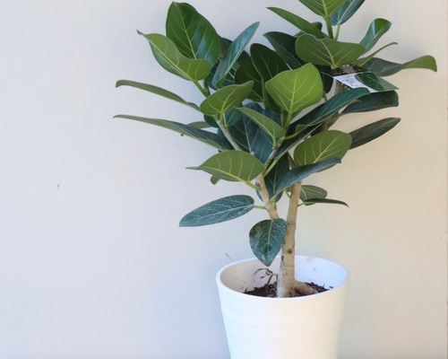 19f3c643ddc06a318575a412551f8c