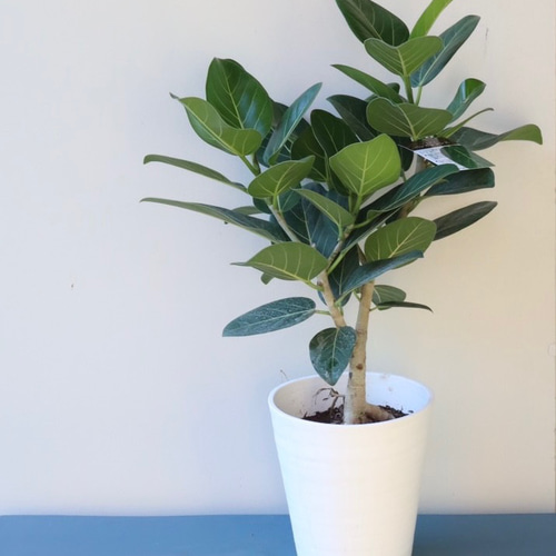 オシャレで存在感のある観葉植物＊フィカスベンガレンシス＊根