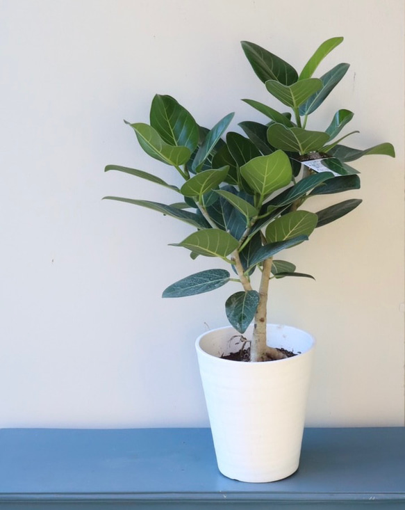 オシャレで存在感のある観葉植物＊フィカスベンガレンシス＊根上がり