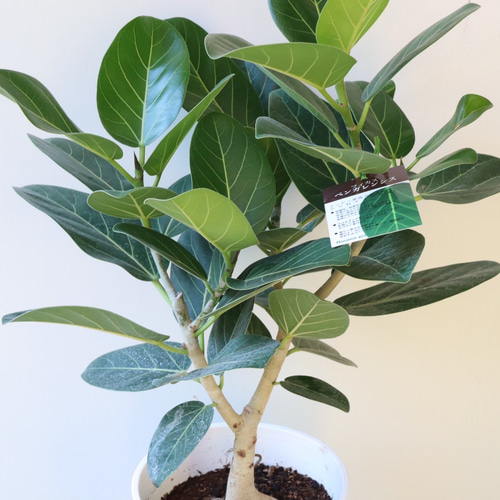 根上り 希少 インテリア ベンガレンシス おしゃれな根上りフィカス 二股根あがり】 フィカス ベンガレンシス 曲がり仕立て 観葉植物