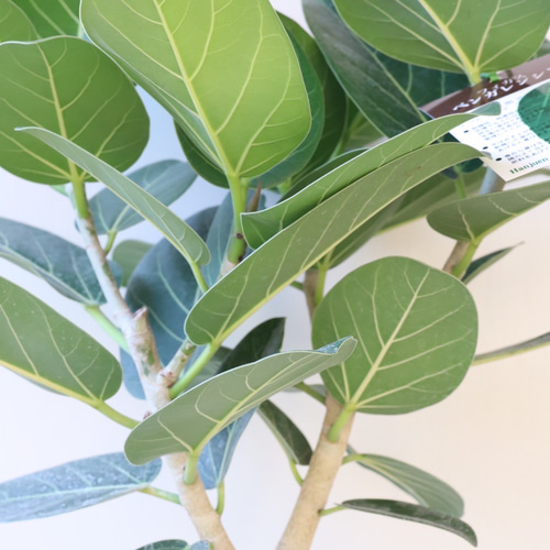 フィカス 根上り ベンガレンシス 幹を楽しむインテリア フィカス 根上り ベンガレンシス 幹を楽しむインテリア - メルカリ