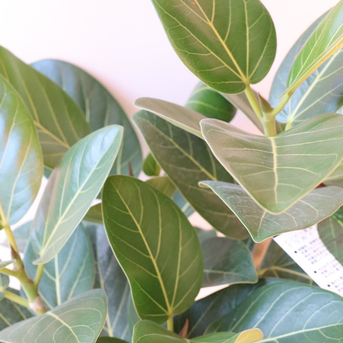 オシャレで存在感のある観葉植物＊フィカスベンガレンシス＊根上がり