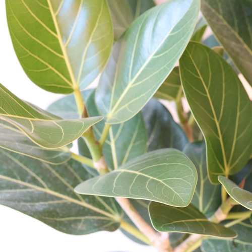 オシャレで存在感のある観葉植物＊フィカスベンガレンシス＊根上がり