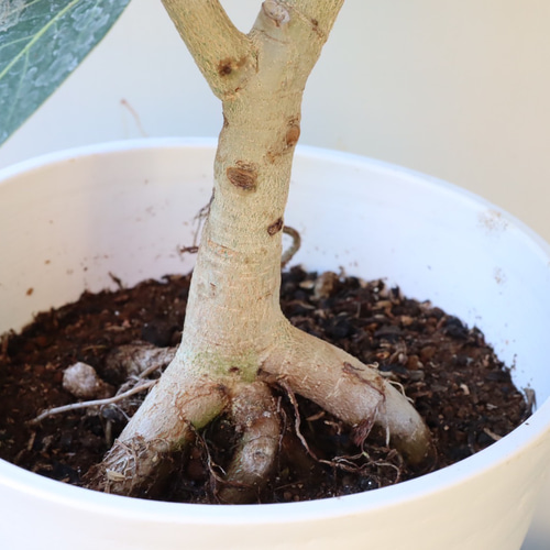 オシャレで存在感のある観葉植物＊フィカスベンガレンシス＊根上がり
