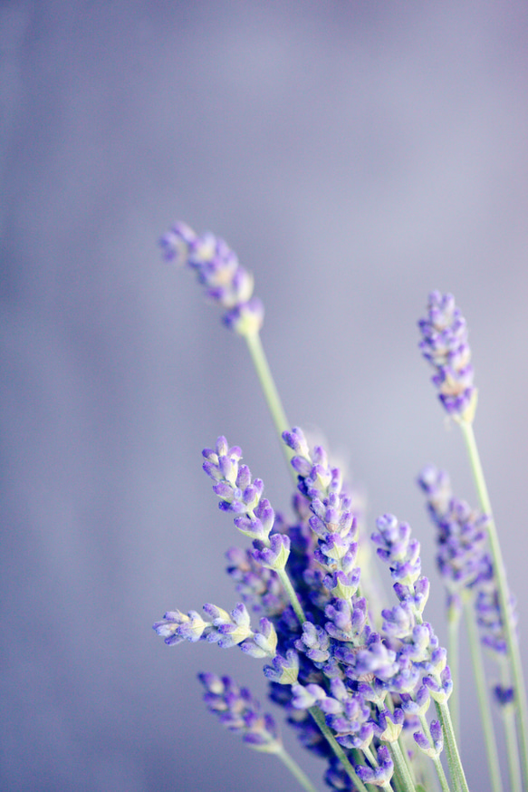 LAVENDER (ラベンダー)天然精油　Room Fragrance　100ml　ディフューザー 3枚目の画像