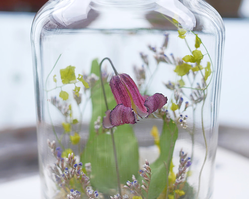 クレマチス(ピンク)のドライフラワー｜瓶詰めの森 ドライフラワー 花や