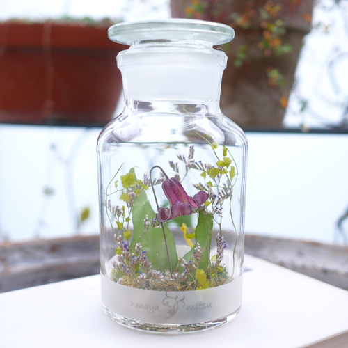 ドライフラワー アサギリソウとクレマチスの花の後 クレマチス(ピンク