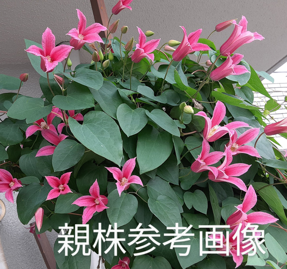 ＊ひまわり様確認用＊クレマチス　プリンセスダイアナ　挿し木苗　ポットのまま発送 プリンセスダイアナ苗 発根確認済みクレマチス苗 クレマチス その他