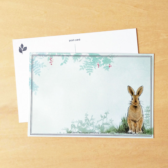 明信片兔 第1張的照片