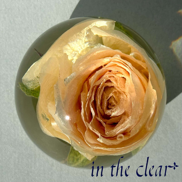 植物標本　薔薇　クリーム色　レジン　５センチ球体 2枚目の画像