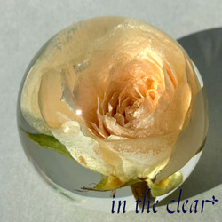 植物標本　薔薇　クリーム色　レジン　５センチ球体 4枚目の画像