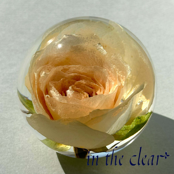 植物標本　薔薇　クリーム色　レジン　５センチ球体 6枚目の画像