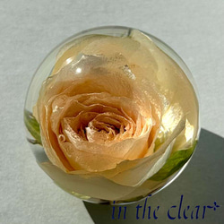 植物標本　薔薇　クリーム色　レジン　５センチ球体 5枚目の画像