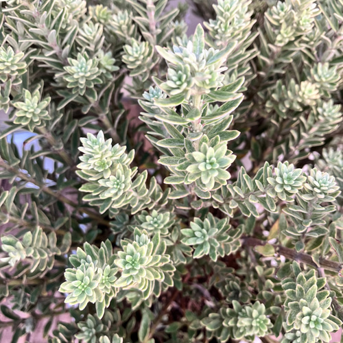 ウエストリンギア モーニングライト / 540 常緑低木＊ウエストリンギア